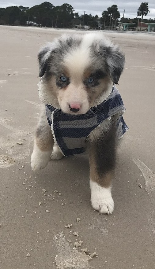 Beispielbild eines Hundes im Freien